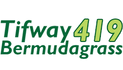 Tifway 419 Bermudagrass